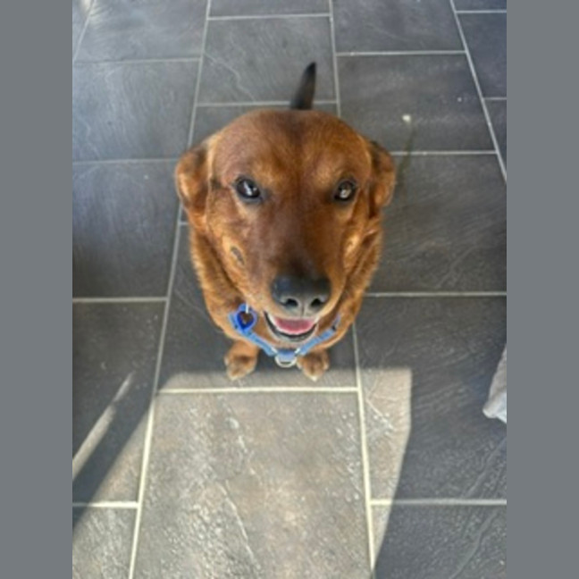 Photo of Spud   4 Year Old Corgi X