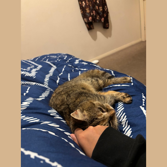 Photo of Cinnamon Nutmeg (Cinnameg)