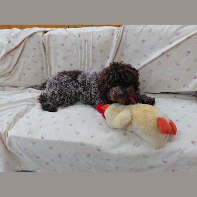 Photo of Truffle