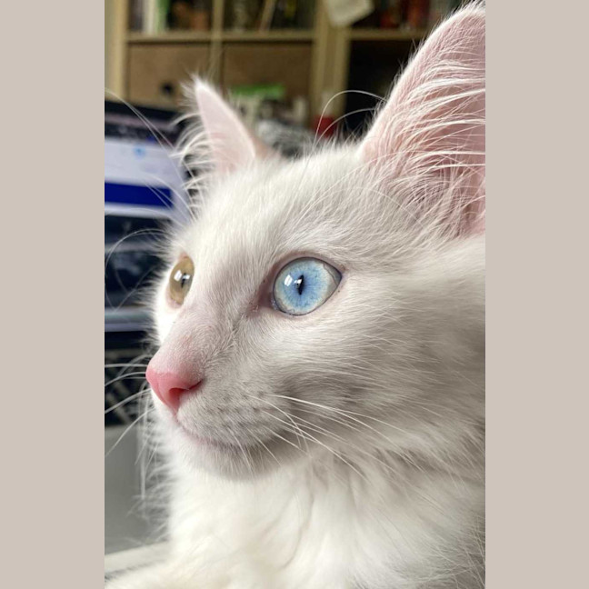 Photo of Smudge