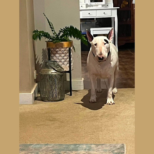 Photo of Dozer