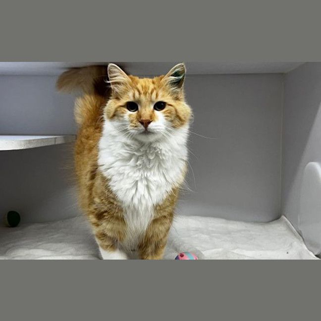 Photo of Goose