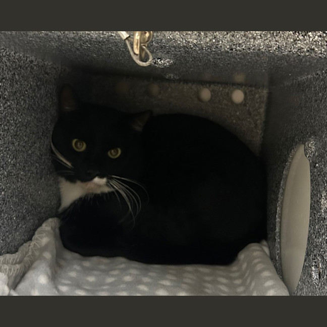 Photo of Batman