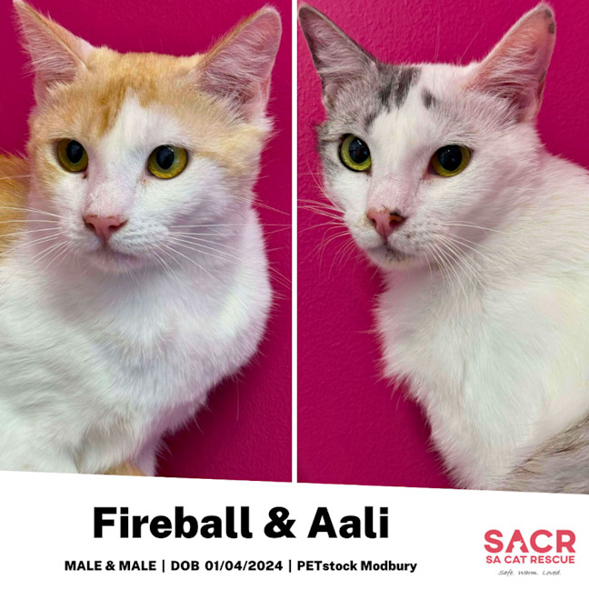 Photo of Fireball & Aali