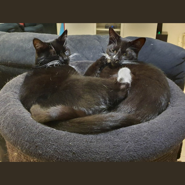 Photo of Ula ** 2nd Chance Cat Rescue **