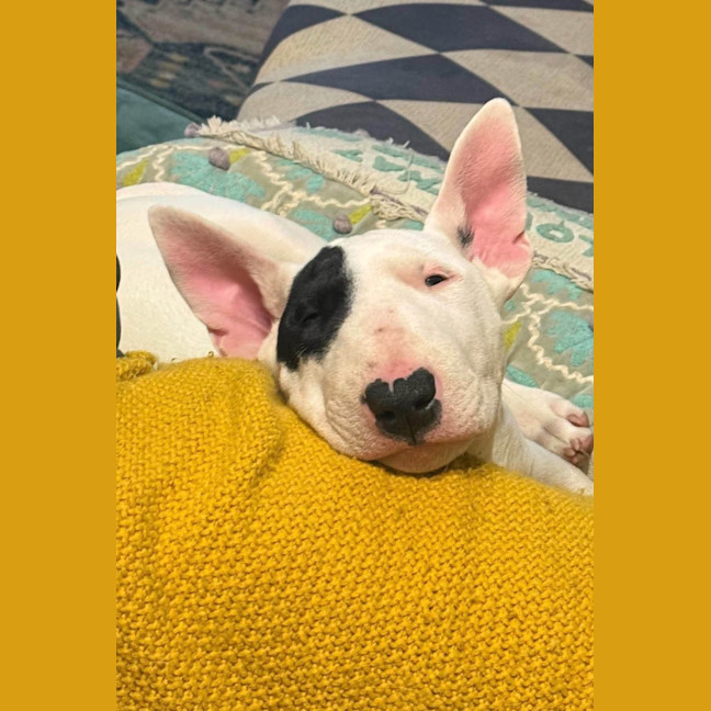 Photo of Pearl