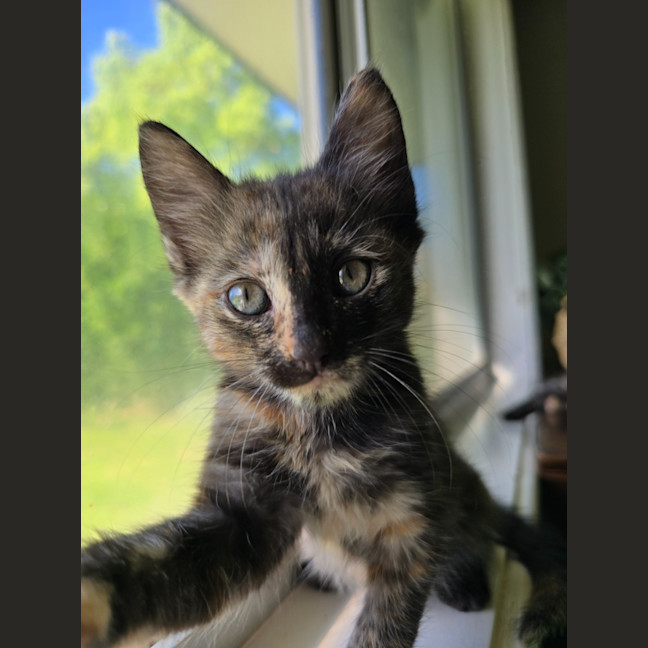 Photo of Paisley