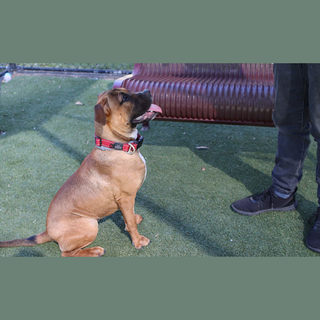 Photo of Chino