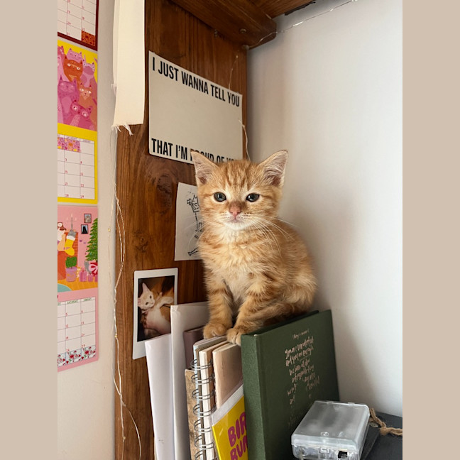 Photo of Sesame
