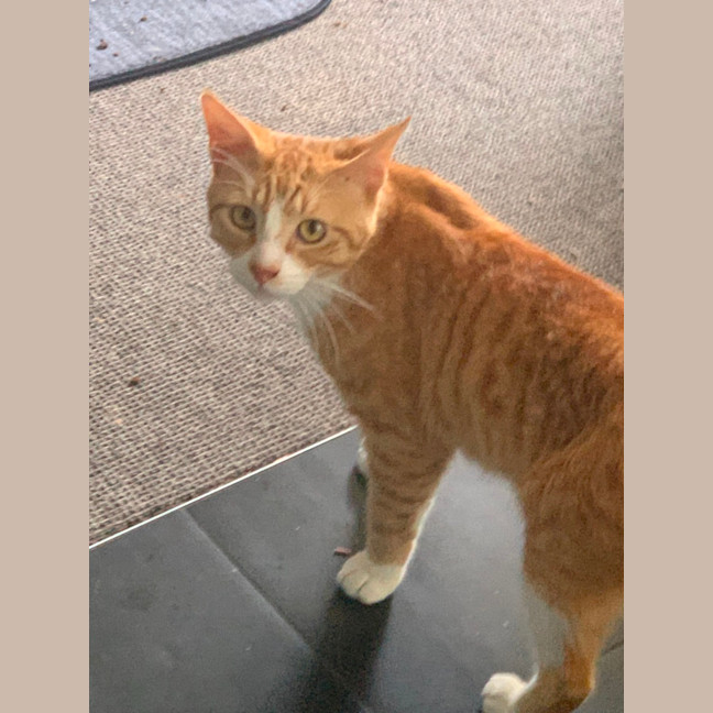 Photo of Boomer