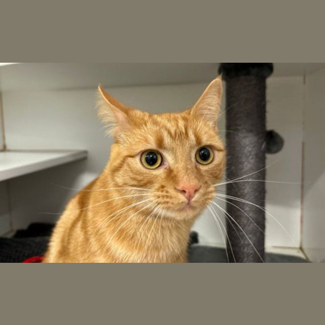 Photo of Amos