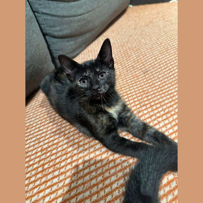 Photo of Iris
