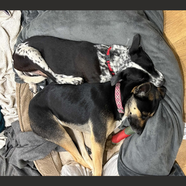 Photo of Duke