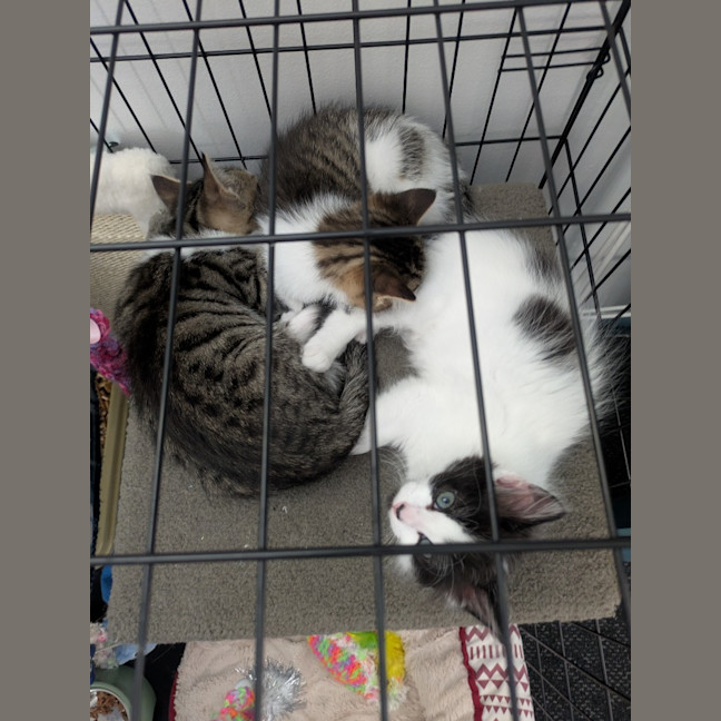 Photo of Zippy Snail