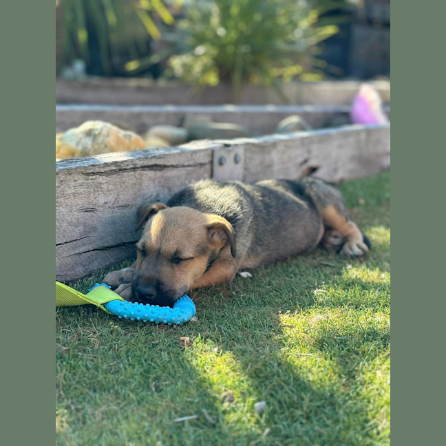 Photo of Frankie (Was Ronald)