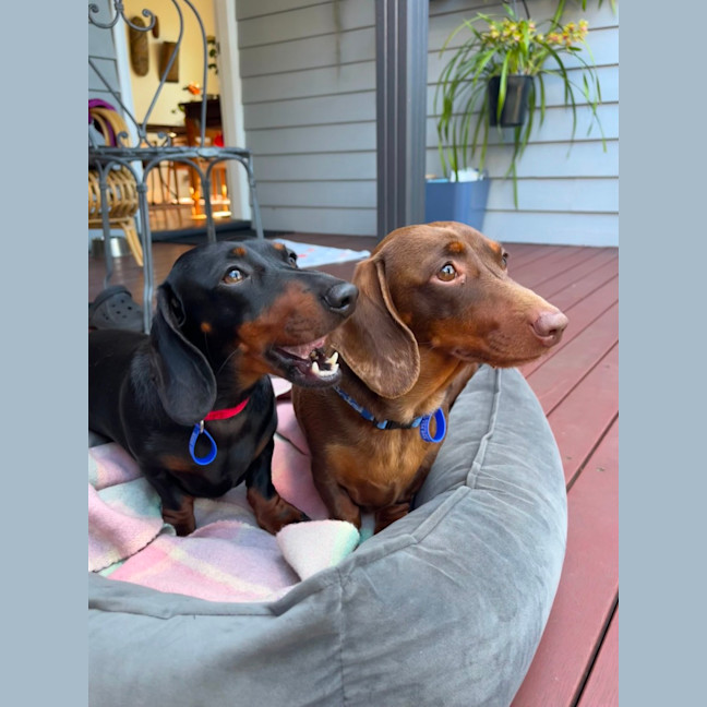 Photo of Bobbi & Chilli   4 Year Old Miniature Dachshunds