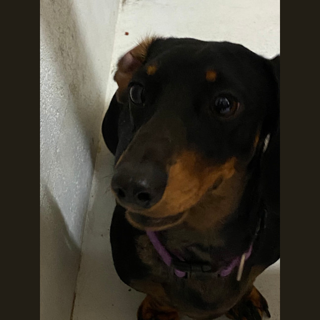 Photo of Teeki Young