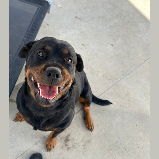 Photo of Moo Moo Bear