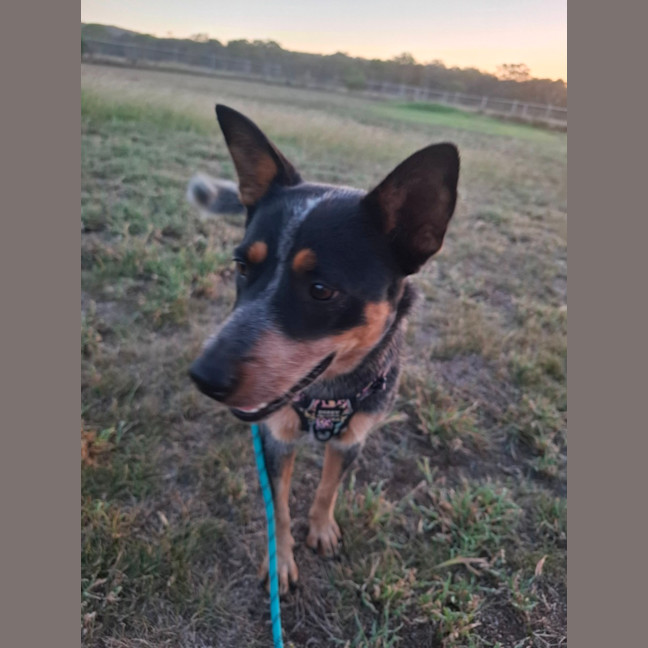 Photo of Shelby