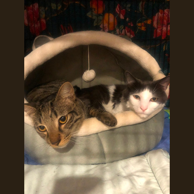 Photo of Taffy & Tiggy 