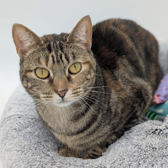 Photo of 11185   Aurora