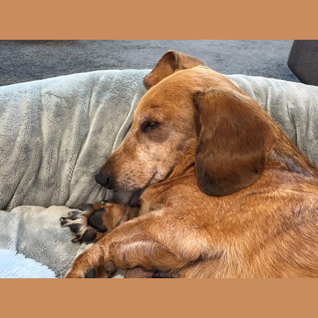 Photo of Hans Russelton