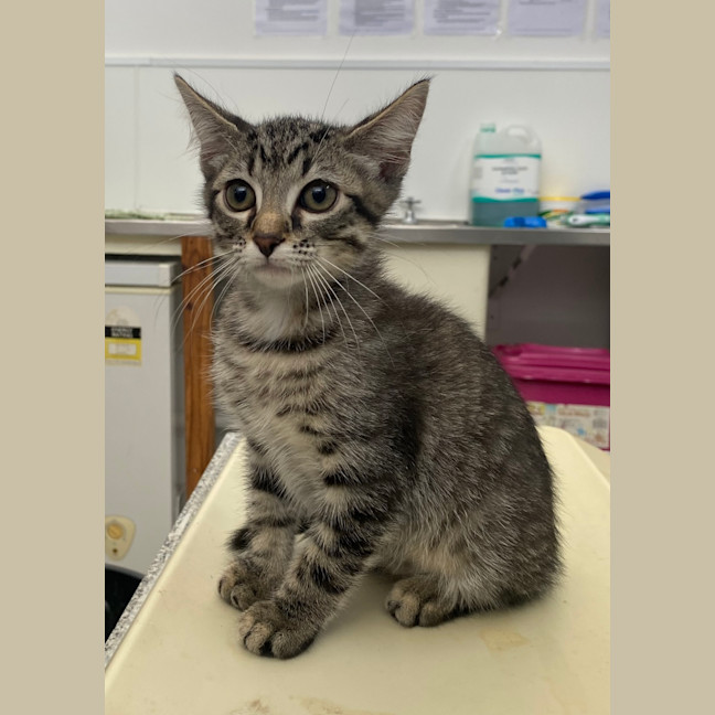 Photo of Tiger (Junior)