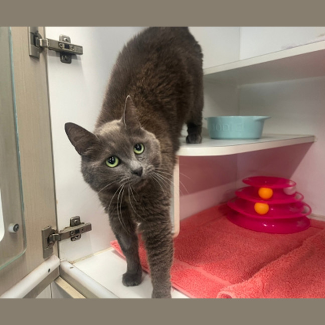 Photo of Pudding Pop