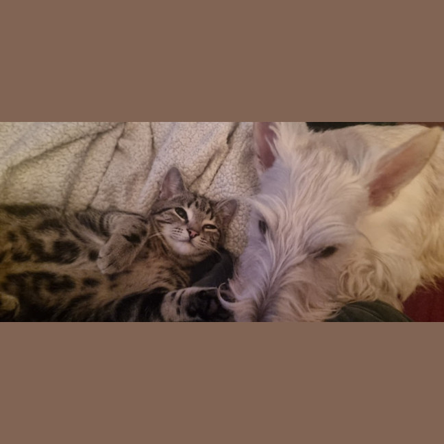 Photo of Splinter 