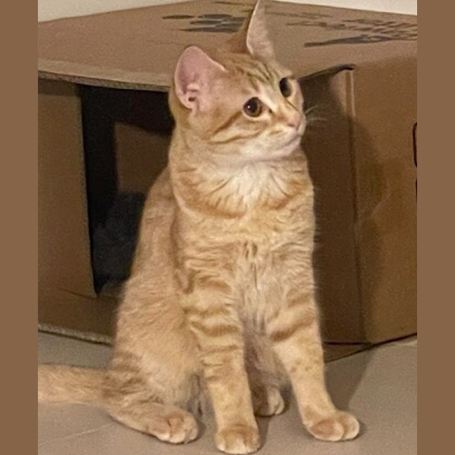 Photo of Nala (Fostered In Perth)