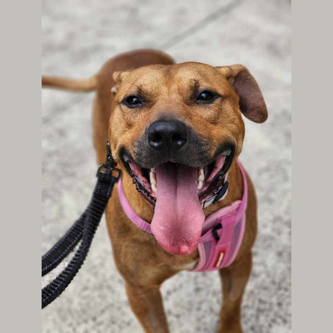 Photo of 🧅 Hollandaise 5770 🧅