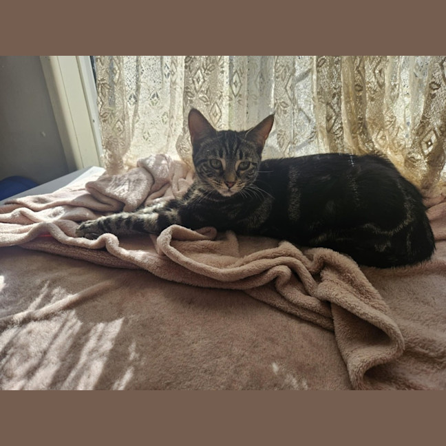 Photo of Pip