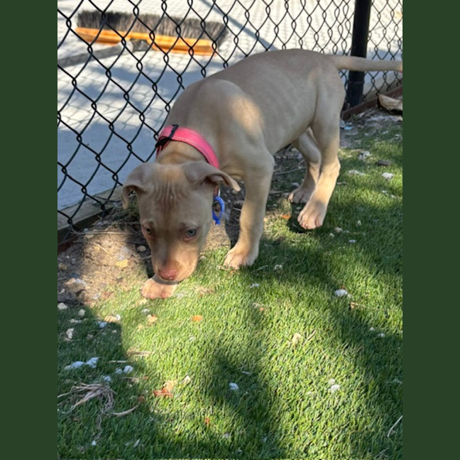 Photo of Squishy   11 Week Old Staffy X