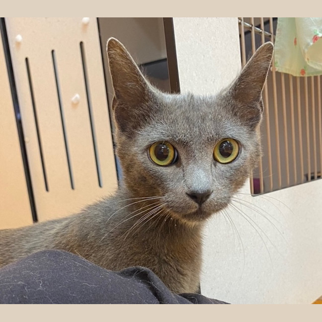 Photo of Cinder
