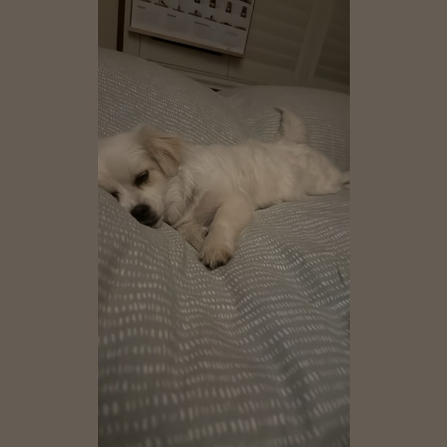 Photo of Minty   8 Month Old Maltese X