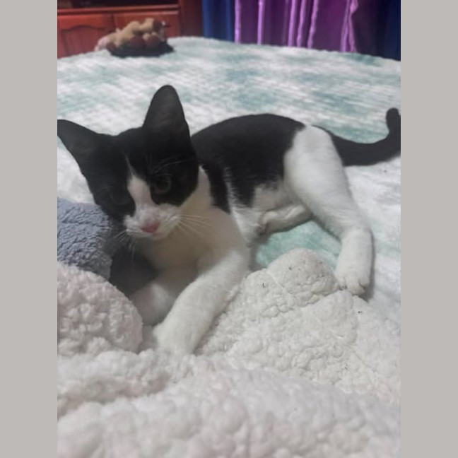 Photo of Angus