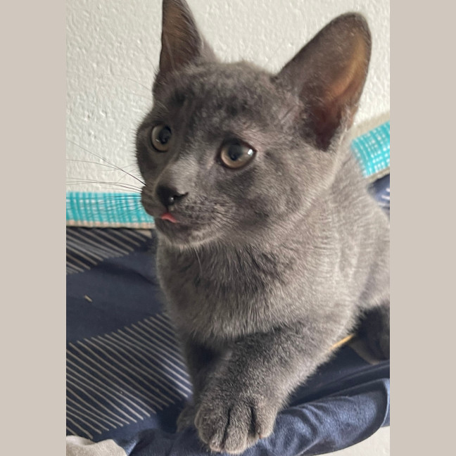 Photo of Odin