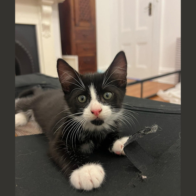 Photo of Ralphie