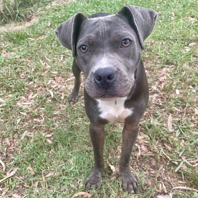 Photo of Bluebelle