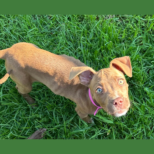 Photo of Nova