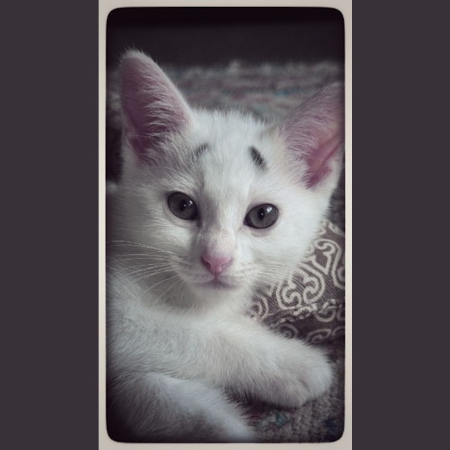 Photo of Wednesday & Pugsley  Pe Tstock Birkenhead Point