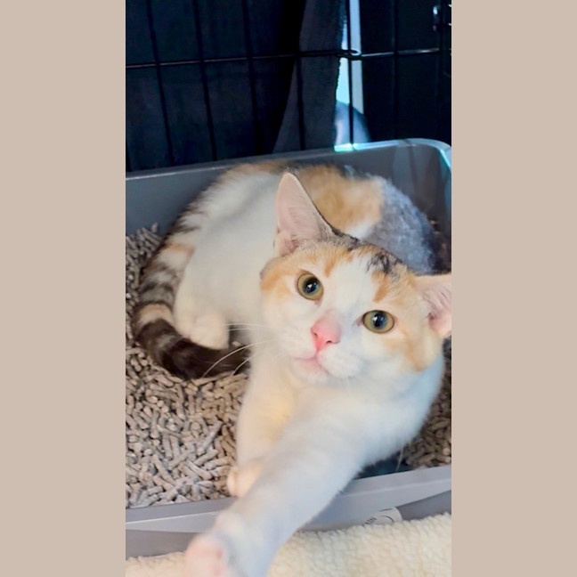 Photo of Ophelia
