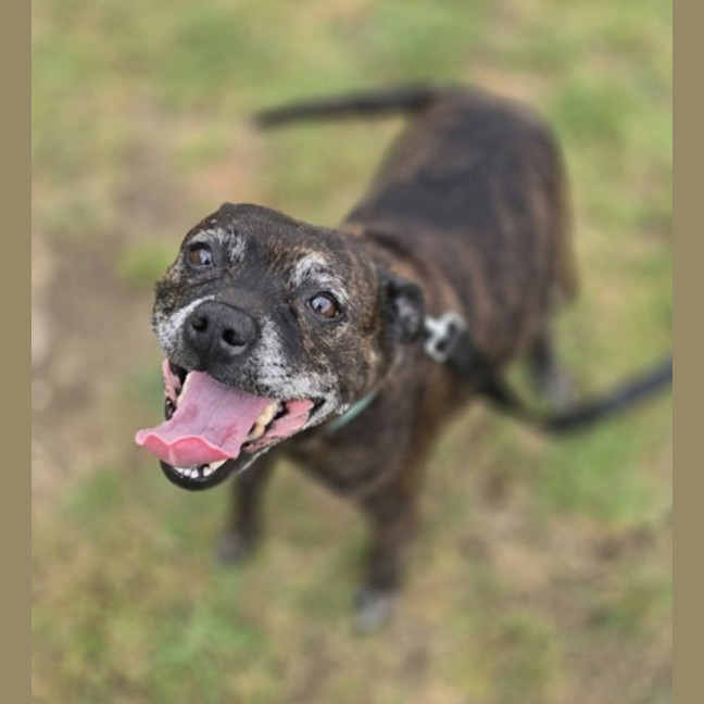 Photo of Bindi (56230)