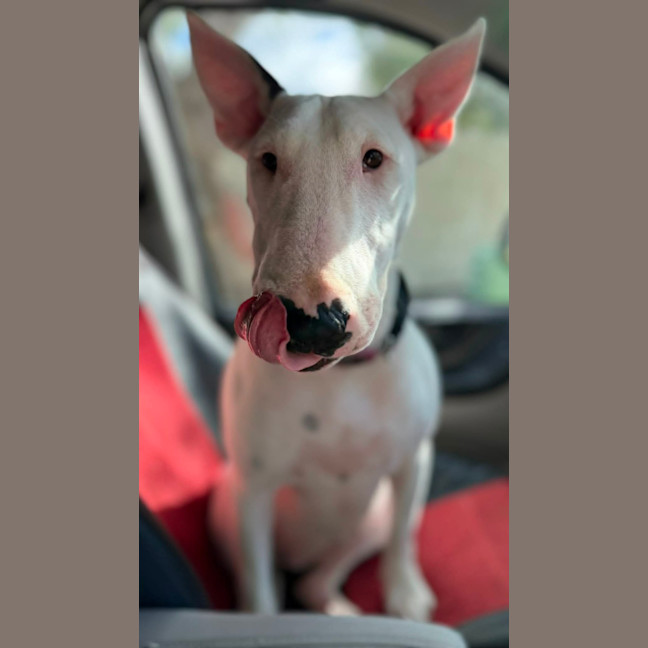 Photo of Mooboo