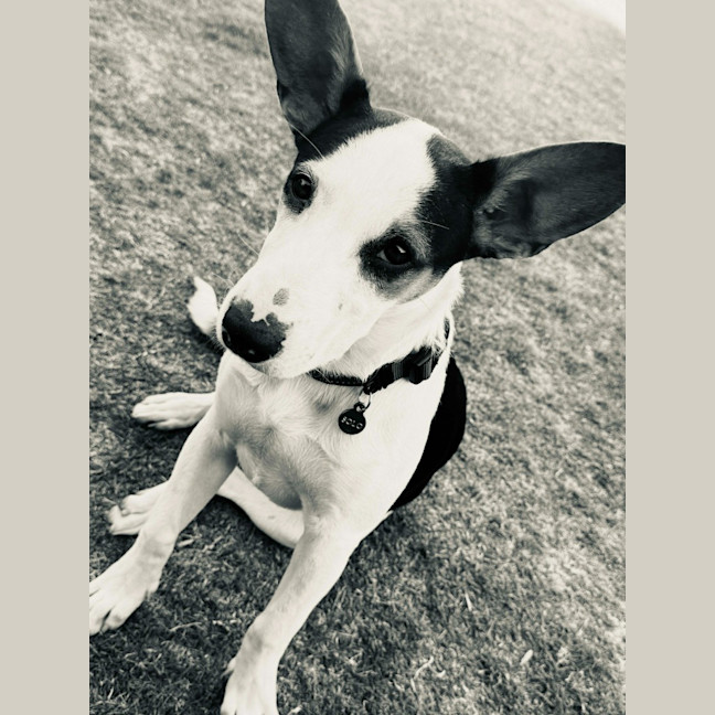 Photo of Dancer (Solo)