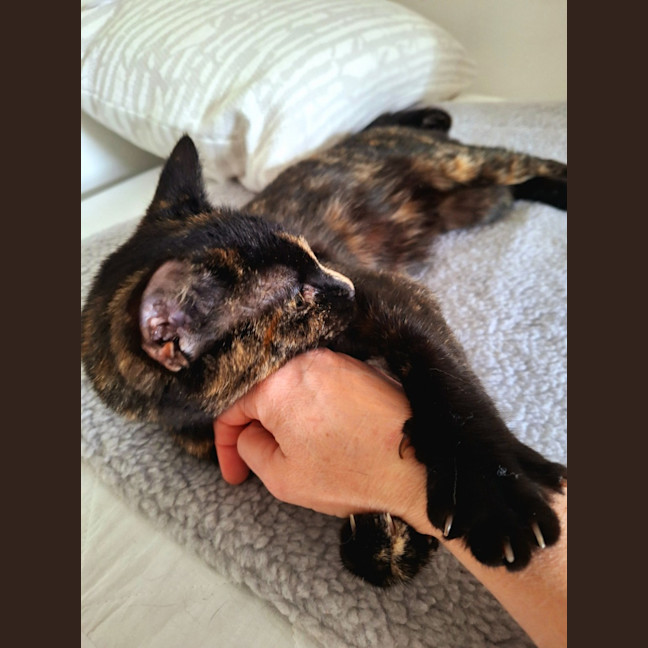 Photo of Poppy 