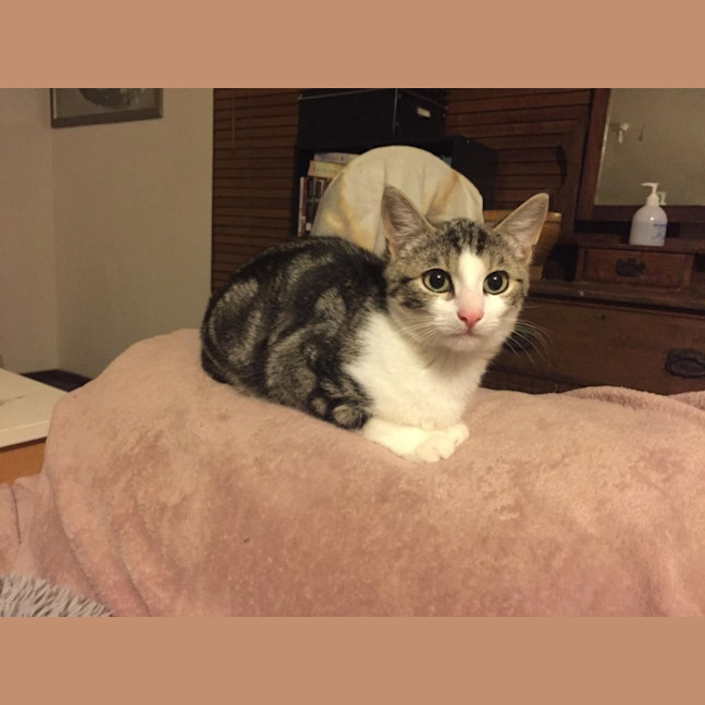 Photo of Mr Shmeagal