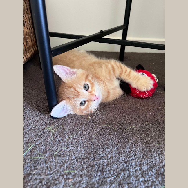 Photo of Navia & Rayne 