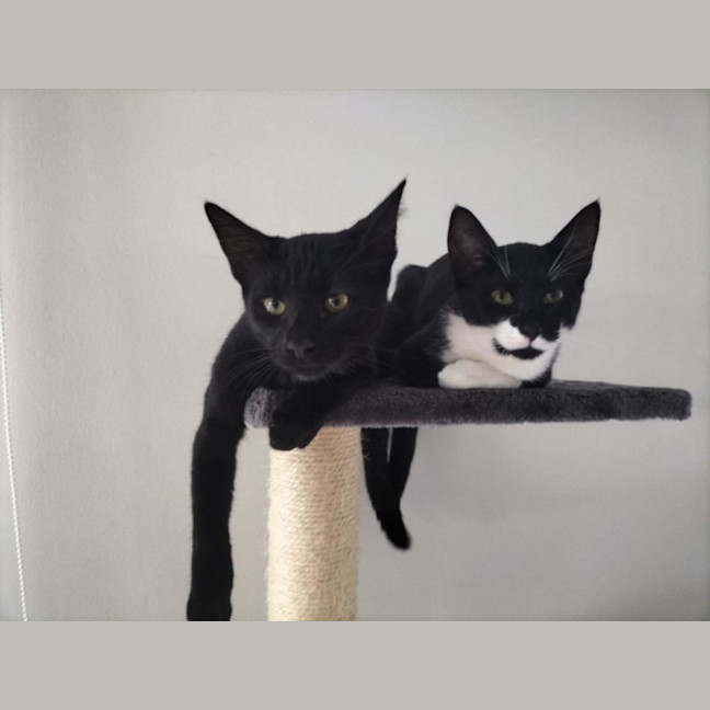 Photo of Poncho & Puff Ball