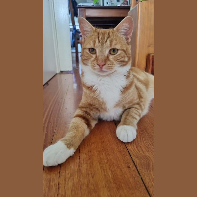 Photo of Eddie *9 Lives Project Rescue*